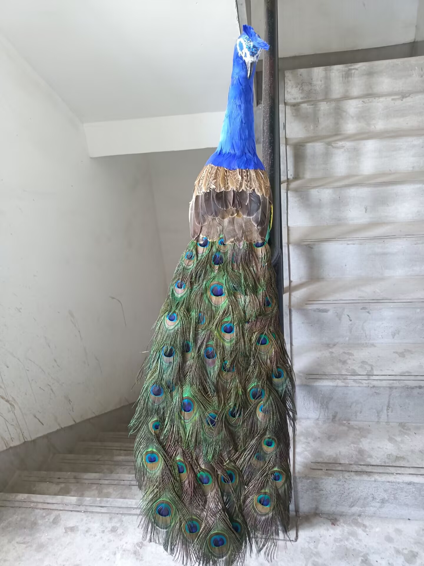 105cm Realistic Peacock Model  - Home Decor Design Ideas ulasan dan harga
